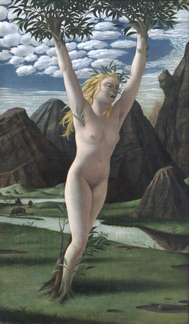 Daphne changing into a laurel tree, her arms becoming branches and her feet taking root